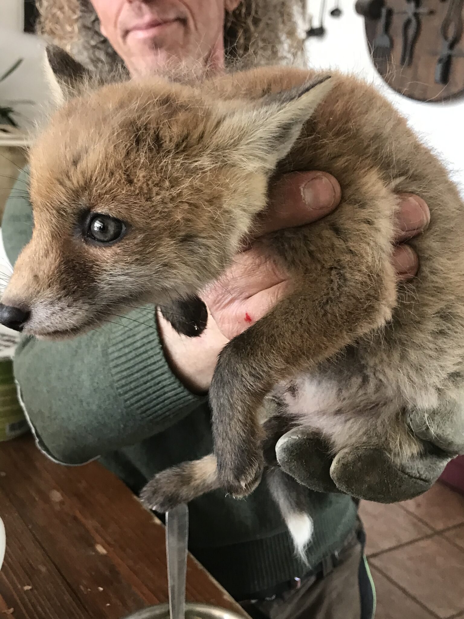 Cerbiatto curato al centro